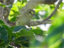 Thick-billed Vireo